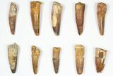 Lot: -, Bargain Spinosaurus Teeth - Pieces #87848-1